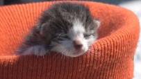 YAVRU KEDİ - Yavru Kediyi Kalp Masajı Ve Suni Teneffüs Yaparak Hayata Döndürdü