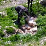 İŞ MAKİNESİ - Çivril'de Bir Tilki Ve 4 Köpek Telef Edildi