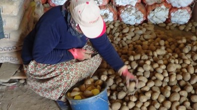 Sandıklı'da Patates Ekimi Başladı