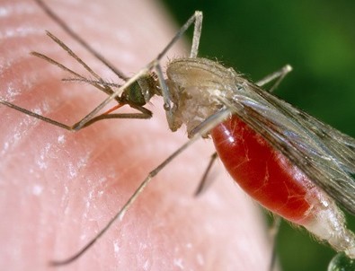 Dünya Sağlık Örgütü açıkladı: Sivrisineklerden koronavirüs bulaşır mı?