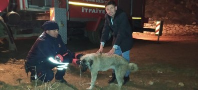 Konya'da Köpek Kurtarma Operasyonu
