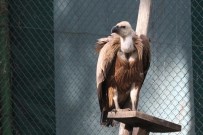 DİYARBAKIR - Tedavi Edilen Kızıl Akbaba Doğaya Bırakıldı