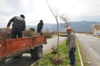 Akşehir'de Ağaçlandırma Ve Budama Çalışmaları Sürüyor