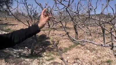 'Yeşil Altın' Rekoltesinde Beklenti Yüksek