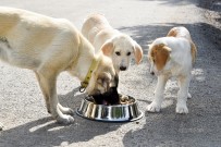 ALıŞVERIŞ - Aliağa'da Sokak Hayvanları Unutulmadı, Vatandaşlar Bilgilendirildi