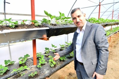 Başkan Çınar, Yeşil Gıda Seracılık Projesini İnceledi