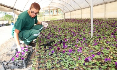 Çankaya Belediyesi Evde Kalan Vatandaşlara Menekşe Dağıtıyor