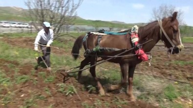 Gercüş'te At İle Çift Sürme Geleneği Devam Ediyor