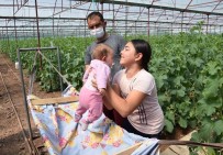 MUSTAFA ÇETIN - Herkes Eve Kapandı Onların İş Yükü Arttı, Bebekleriyle Seralara Taşındılar