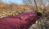 ÖLÜ BALIK - Kanada'da Mississauga Kentindeki Nehir Kırmızıya Büründü