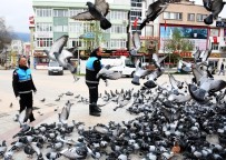 FABRIKA - Kestel'de Sokak Hayvanları Yalnız Değil