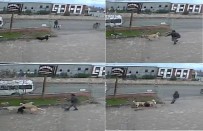 FABRIKA - Köpeğe, Köpekle İşkence Anı Kamerada