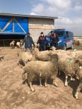 Koyun Hırsızları JASAT Ekiplerince Yakalandı Haberi