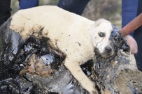 SICAK ASFALT - Zifte Yapışan Köpek Ve Kaplumbağalar İki Gün Kurtarılmayı Bekledi