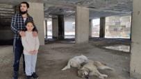 5 Gündür İnşatta Mahsur Kalan Köpekler Kurtarıldı
