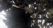 SOKAK KEDİSİ - Ağaçta Mahsur Kalan Hamile Kedinin Yardımına Esnaf Yetişti