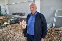 SELENYUM - Bağışıklığı Güçlendiren Kastamonu Sarımsağı Son 50 Yılın En Yüksek Fiyatlarını Gördü