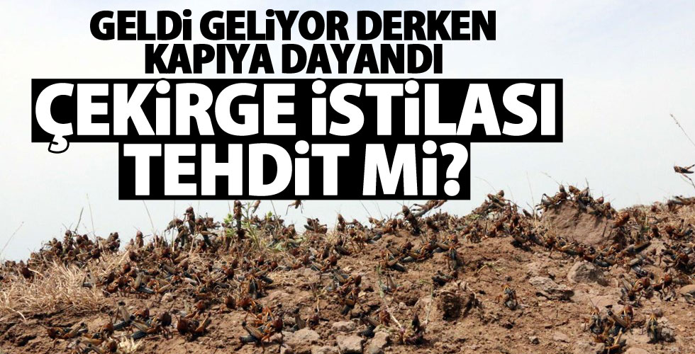 Çekirge istilası Türkiye için tehdit mi?