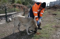 SALDıRGANLıK - Gölbaşı Belediyesi Sokak Hayvanlarını Yalnız Bırakmadı