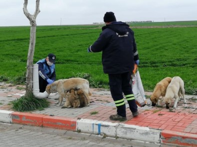 Kırklareli'de Yürekleri Isıtan Görüntü