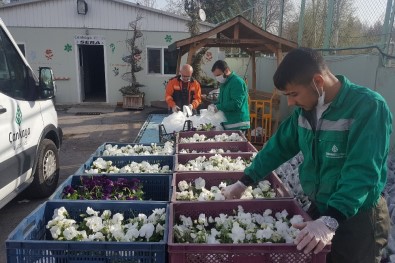 Salgın Nedeniyle Evde Kalan Vatandaşların Balkonu Menekşe İle Süslenecek