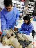 OSMAN AYDıN - Ziftten Kurtarılan Kaplumbağalardan Biri Öldü, Köpek Ve Diğerlerinin Tedavisi Sürüyor