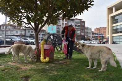 Akhisar'da Sokak Hayvanları Unutulmadı