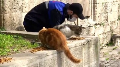 İstanbul'daki Belediyeler Sokak Hayvanlarına Sahip Çıkıyor
