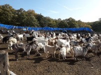 KEÇİ - Kırklareli'de 4 Milyon 72 Bin TL Koyun/Keçi Desteklemesi