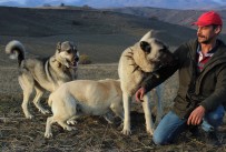 İHLAS - Köpeklerin Koyun Sürüsüne Saldıran Kurdu Öldürme Anları Kamerada