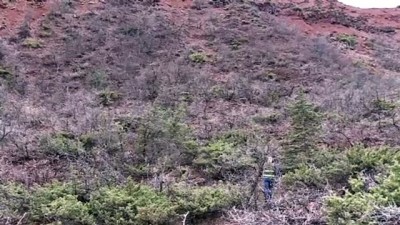 Koruma Altındaki Vaşak, Çoban Köpeklerinin Saldırısından Ağaca Tırmanarak Kurtuldu