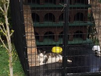 ALTINORDU - Ordu'da 'Kedi Evi' Kuruldu