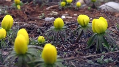 Baharın Habercisi Kar Çiçeklerinin Göz Alıcı Güzelliği
