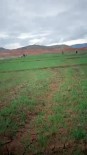 KANLıCA - Buğday Tarlaları 60 Yıl Sonra İlk Kez Ekildi