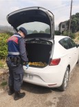 SARIYER - Jandarmadan Limon Hırsızlarına Suçüstü