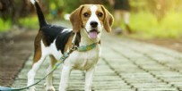BRITANYA - Köpekler 6 ay eğitimle korona teşhis edecek