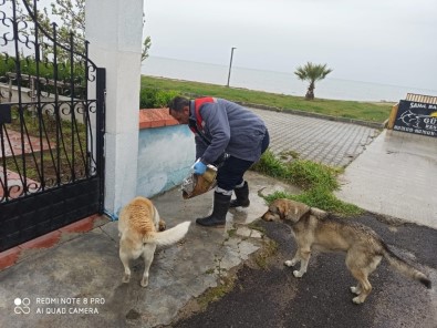 Burhaniye'de Belediye Sokak Hayvanlarına Sahip Çıktı