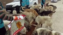 SOKAK HAYVANLARI - 'Can Dostlar' İçin 100 Noktaya Mama Bırakıyorlar