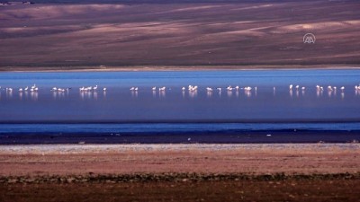 Düden Gölü'nün Misafirleri Flamingolar Geldi