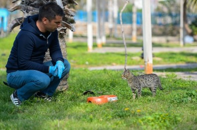 Muratpaşa'dan Sokak Hayvanlarına Mama Desteği