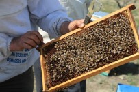 Büyükşehir'den Başkentli Çiftçilere Arıcılık Eğitimi Haberi