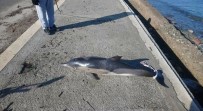 YUNUS BALIĞI - Ölü yunus balığı sahile vurdu