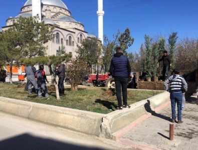 Yerköy'de Ağaçlandırma Çalışmaları Devam Ediyor