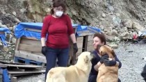 SOKAK HAYVANLARI - Artvin'de 14 Gönüllüden Engelli Ve Hasta Köpeklere Şefkat Eli