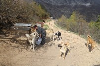 HAYVAN SEVERLER - Artvin'de Sokak Hayvanları Unutulmadı