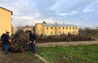 Bingöl'de 25 Bin Adet Ceviz Fidanı Dağıtıldı