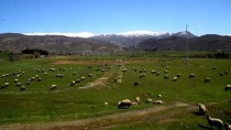 KAR YAĞıŞı - Bitlis'in Meraları İlkbaharla Canlandı