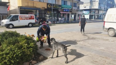 Dalaman Belediyesinden Sokak Hayvanlarına Mama Desteği