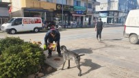 Dalaman Belediyesinden Sokak Hayvanlarına Mama Desteği Haberi