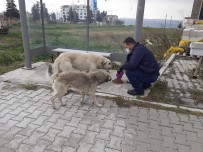 DERNEK BAŞKANI - Lapseki'de Sokak Hayvanları Unutulmadı